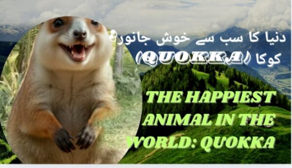 Quokka Magic: Why This Happy Animal is Trending Globally
