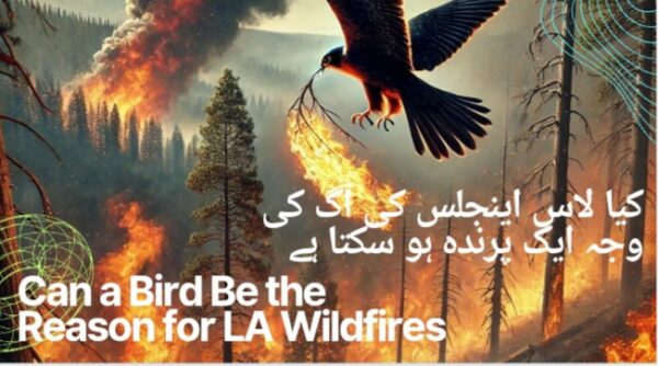 Was  a Bird Behind the Devastating LA Wildfires