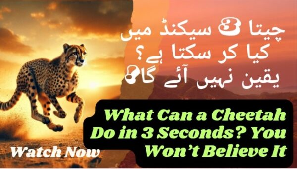 Let’s Know Interesting Facts About Tigers
