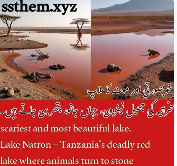 Does This Lake Really Turn Animals to Stone?