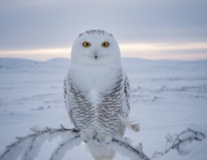 Snowy Owl برفانی آلو 
